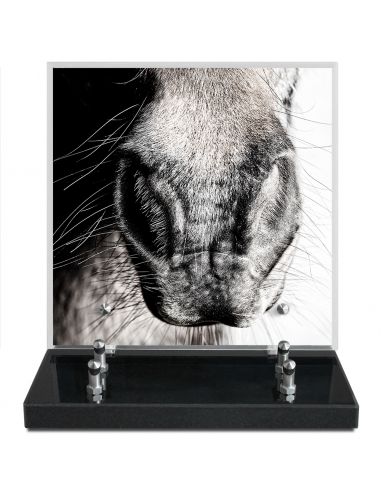 PLAQUE IMPRIMEE 21X21 ANIMAUX