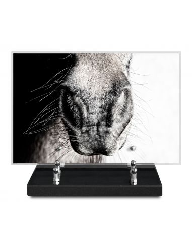 PLAQUE IMPRIMEE 20X30 ANIMAUX