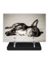 PLAQUE IMPRIMEE 20X30 ANIMAUX